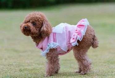 來了解一個月大的幼狗該如何喂養(yǎng)？